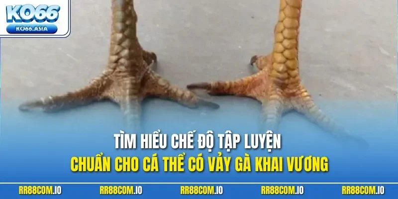 Tìm hiểu chế độ tập luyện chuẩn cho cá thể có vảy gà khai vương