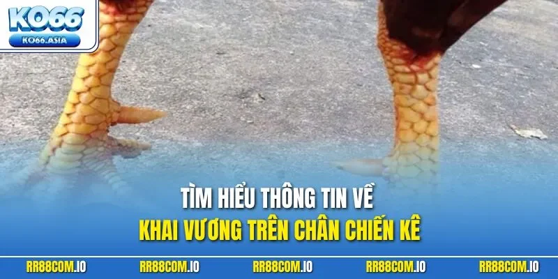 Tìm hiểu thông tin về khai vương trên chân chiến kê